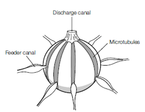 314_Contractile vacuoles.png